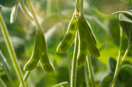 Garden Planning: Guidelines for Growing Legumes Image